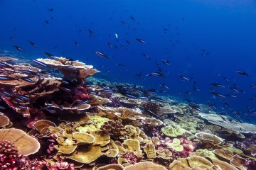 Next Generation ‘May Never See the Glory of Coral Reefs’